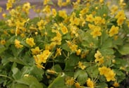Waldsteinia