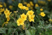 Waldsteinia