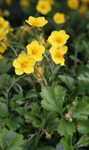 Waldsteinia