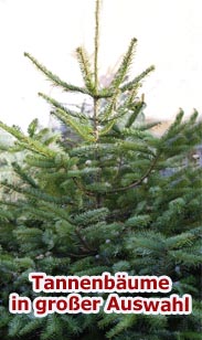 Weihnachtsbäume