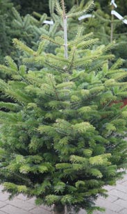 Weihnachtsbäume