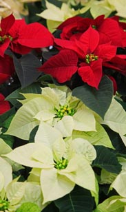 Weihnachtsstern Stämmchen
