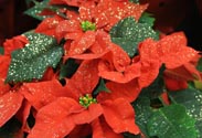 Weihnachtsstern
