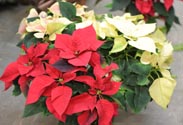 Weihnachtsstern zweifarbig