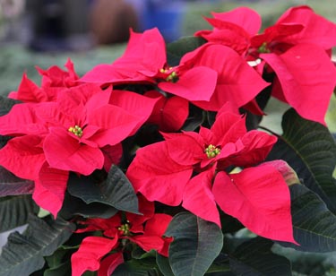 Weihnachtsstern