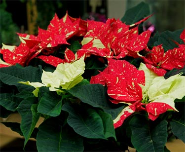 Weihnachtsstern Busch 2-farbig