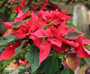 Weihnachtsstern Busch