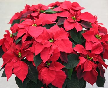 Weihnachtsstern Busch
