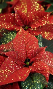 Weihnachtsstern