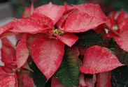Weihnachtsstern Glitter