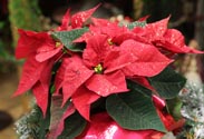 Weihnachtsstern Glitter