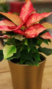 Weihnachtsstern