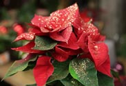 Weihnachtsstern Glimmer