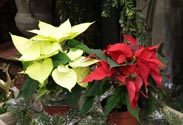 Weihnachtsstern 