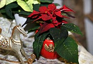 Weihnachtsstern Mini