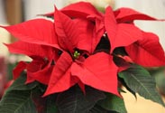 Weihnachtsstern