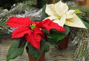 Weihnachtsstern Mini