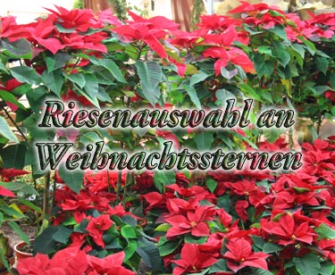 Pflanzen aller Art