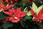 Weihnachtsstern zweifarbig