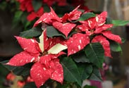 Weihnachtsstern zweifarbig