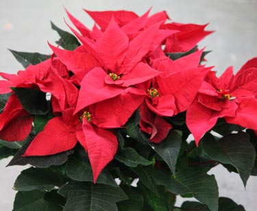 Weihnachtsstern