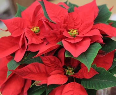 Weihnachtsstern