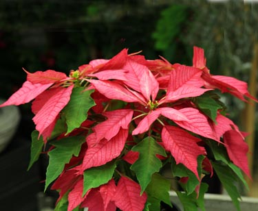 Weihnachtsstern 5-7 Blüten