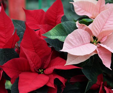 Weihnachtsstern 5-7 Blüten