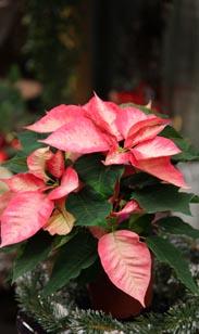 Weihnachtsstern