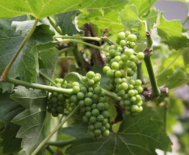Wein