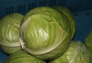 Weißkohl