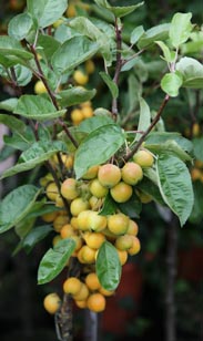 Zierapfel