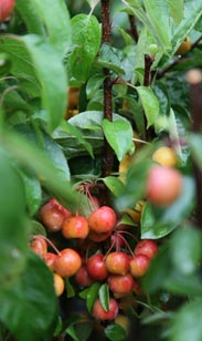 Zierapfel