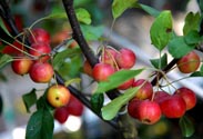 Zierapfel
