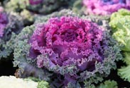 Zierkohl