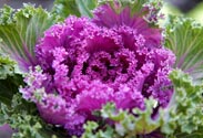 Zierkohl