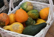 Zierkürbis