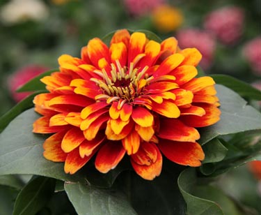 Zinnia