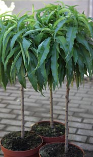 Zwergobst