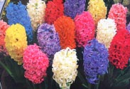 Hyazinthe