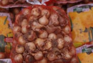 Humoflor Graberde