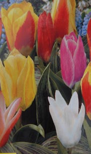 Niedrige Tulpe