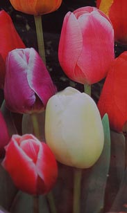 Schnitt-Tulpe
