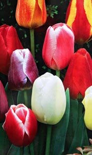 Zwiebeln: Schnitttulpe gemischt